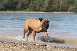 BULLMASTIFF 069